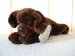 Chocolate Labrador Teddy - Bean Filled Dog - Wild Republic
