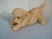 Yellow Labrador Puppy - Ornament / Figurine - Living Stone
