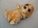 Beagle Puppy - Ornament / Figurine - Living Stone