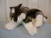 Thunder - Ty Classic - Soft Toy Husky Dog - 13inch