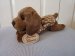 Yomiko Classics : German Shorthaired Pointer - Russ Berrie